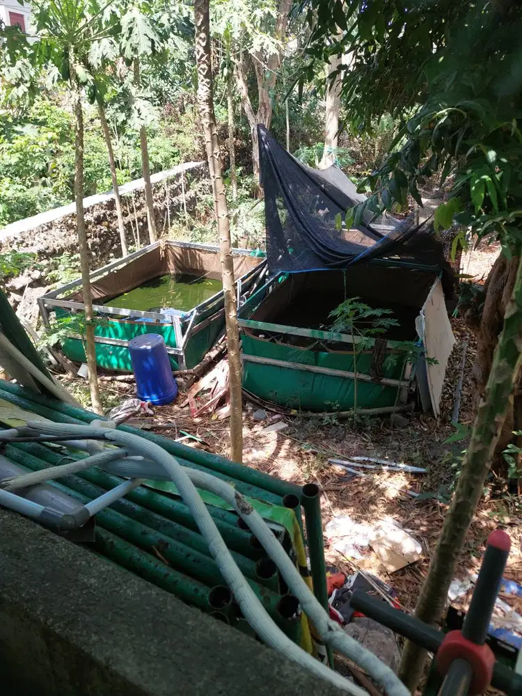 Jual lele hidup