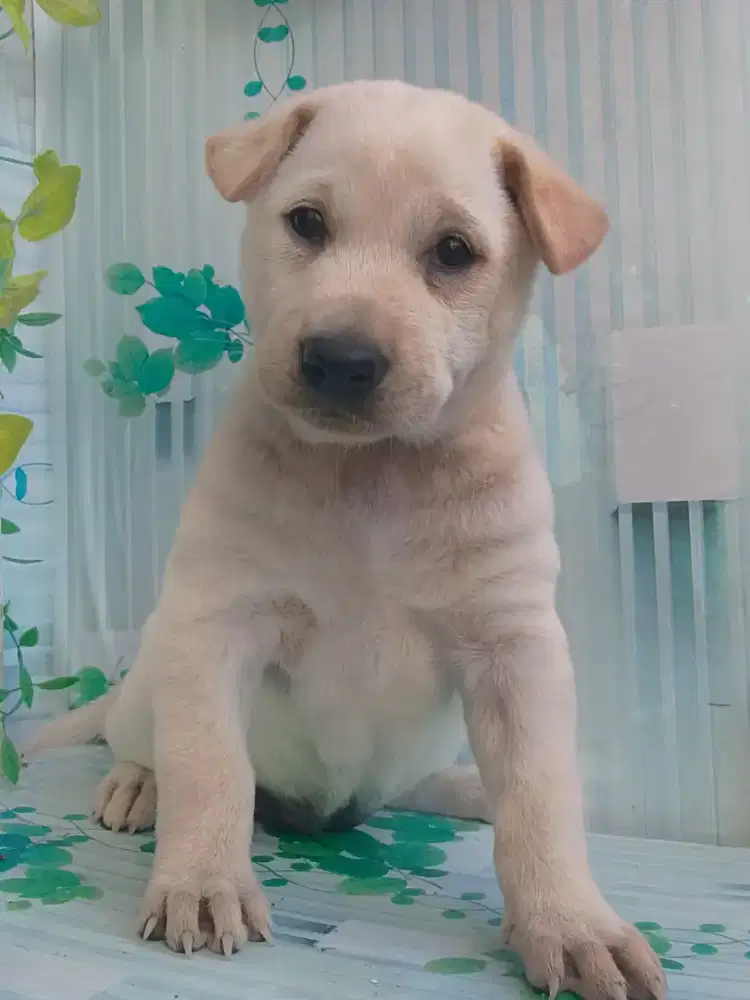Puppy kintamani 2 betyna