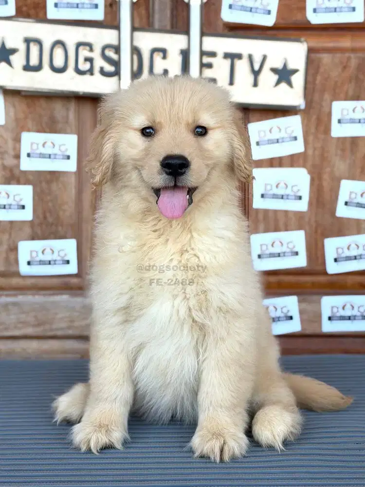 Golden Retriever Puppy Gemoy Bulu Bagus