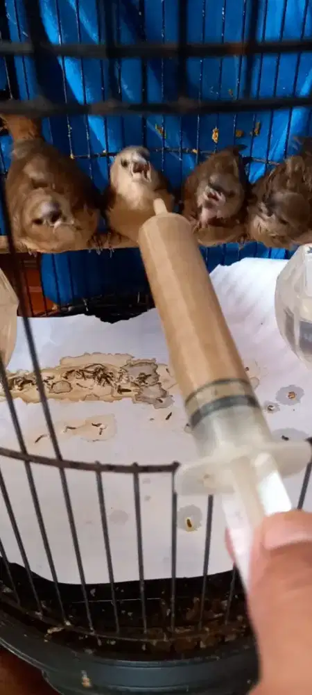 Emprit kaji anakan jinak