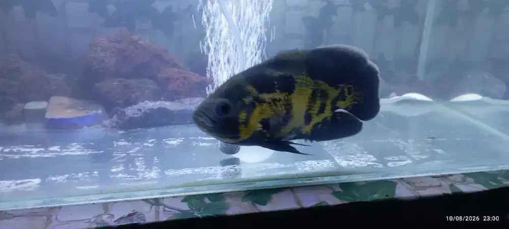 Ikan Oscar Tiger
