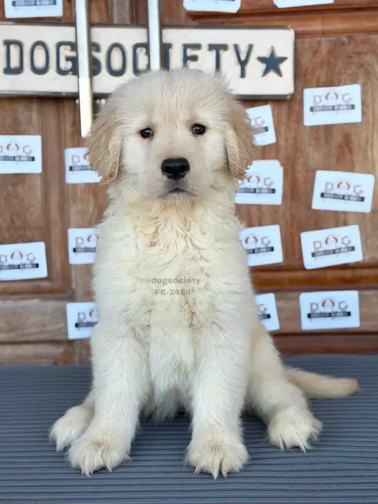 Golden Retriever Puppy Sehat Bulu Tebal & Terawat