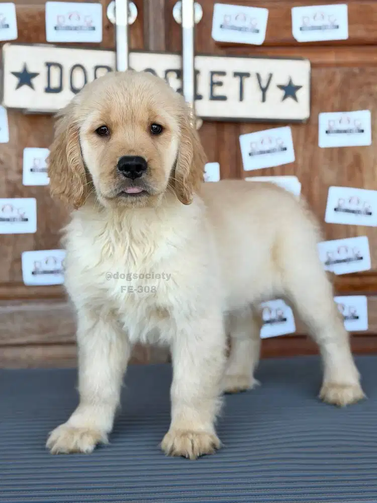Golden Retriever Lucu Aktif Siap Jadi Teman Keluarga