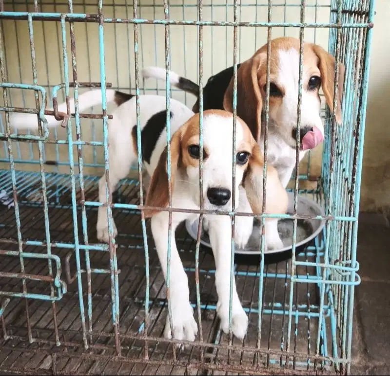 Anakan Beagle 5 Bulan (Sepasang)