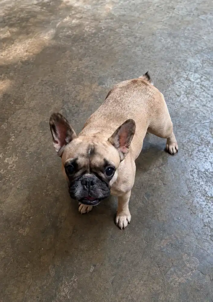 French Bulldog Mini