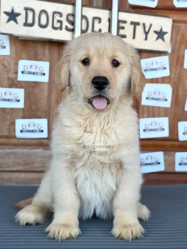 Golden Retriever Puppy Lucu Sehat & Aktif