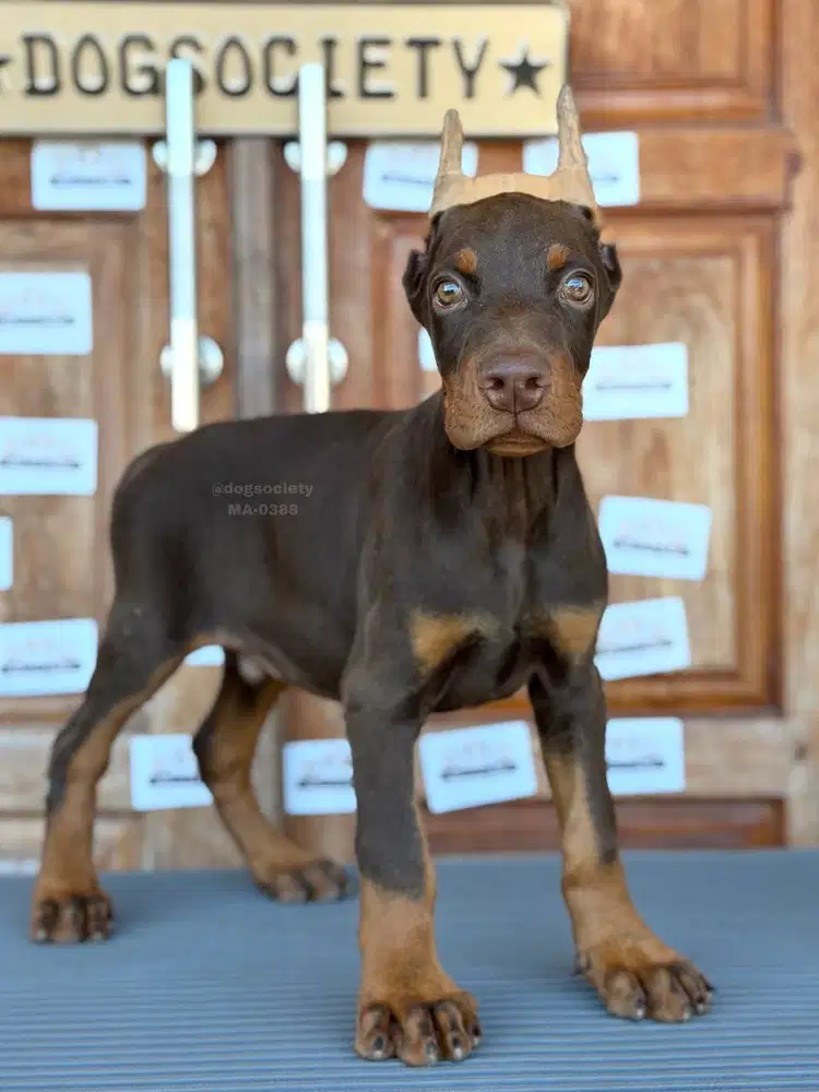 Doberman Pinscher Puppy Gagah dan Aktif