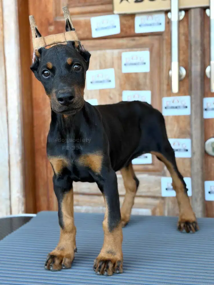 Doberman Puppy Siap Jadi Sahabat Setia