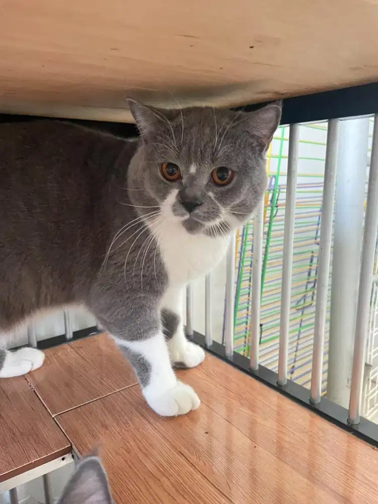 Open jasa pacak kucing
