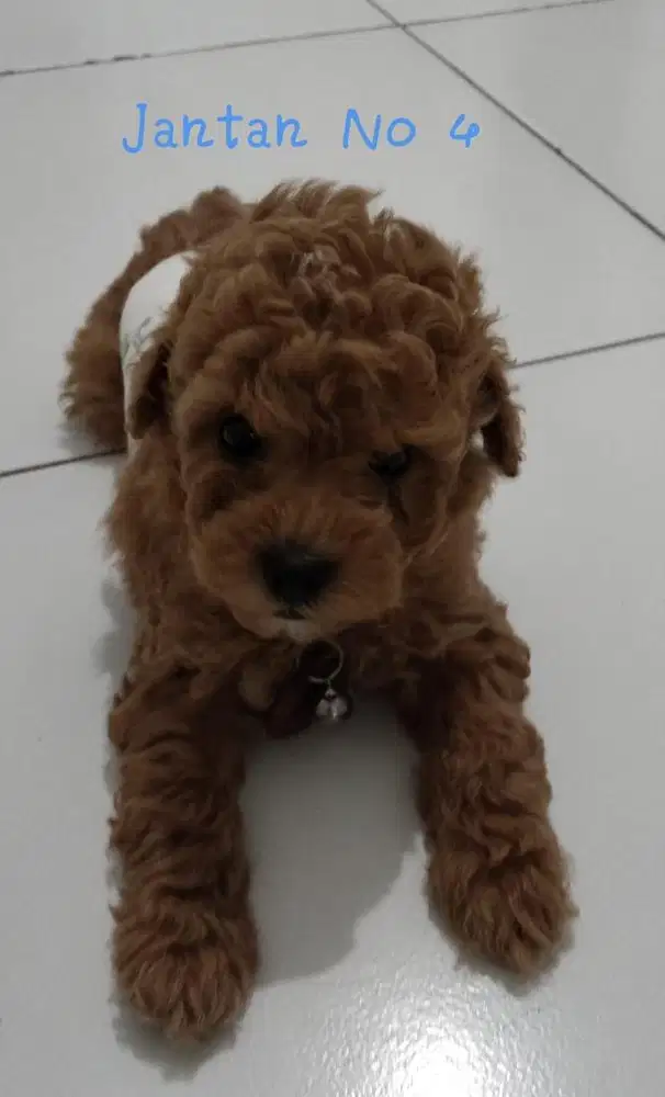 Light Apricot dan Red Toy Poodle