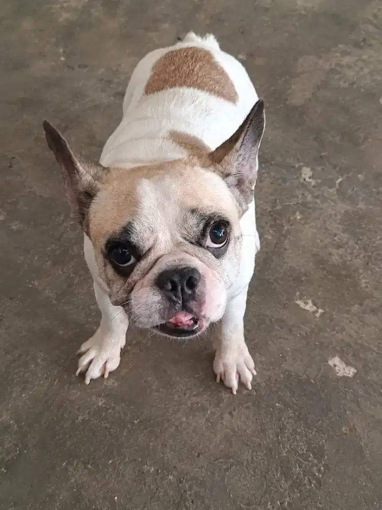 Open adopt french bulldog mini
