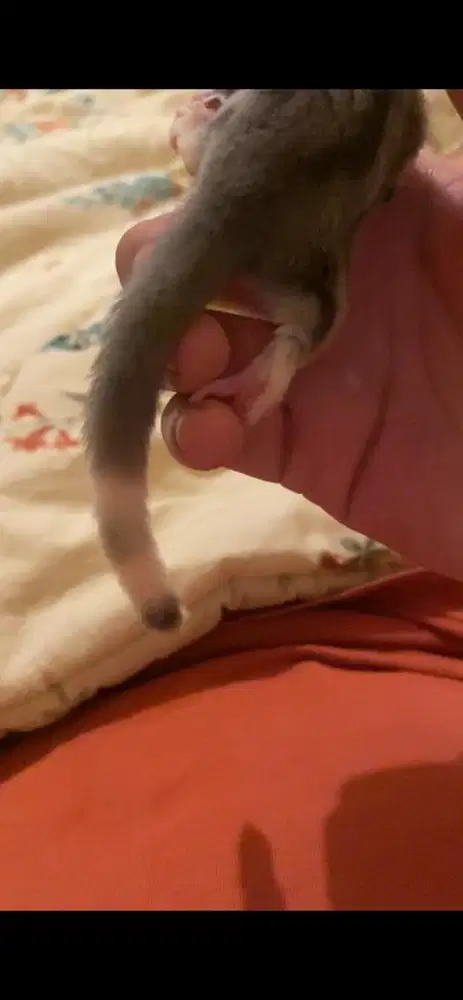 Sugar Glider Joey Mosaic / Mozaik (peliharaan pribadi)