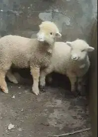 3 pasang anakan cempe domba merino super 4 bln 3 jantan 3 betina puas