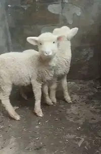3 pasang anakan cempe domba merino super 4 bln 3 jantan 3 betina puas