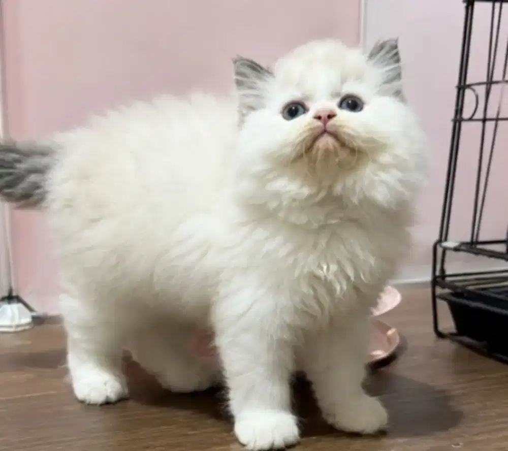 Ragdoll female kitten