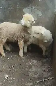 3 pasang anakan cempe domba merino 3 jantan 3 betina 4 bln exotik unik