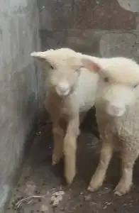 3 pasang anakan cempe domba merino 3 jantan 3 betina 4 bln exotik unik
