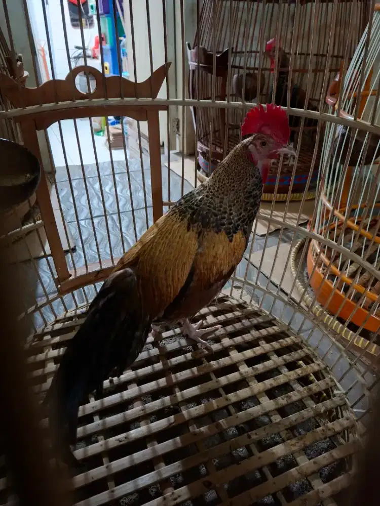 AYAM BEKISAR SUPER JALI KUNING