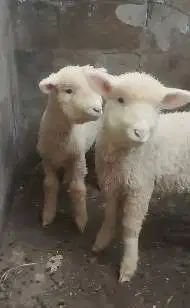 sepasang bibit cempe domba merino super 4 bln 1 jantan 1 betina exotik
