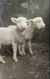 3 ekor anakan cempe domba merino super 4 bln 3 jantan 3 betina exotik