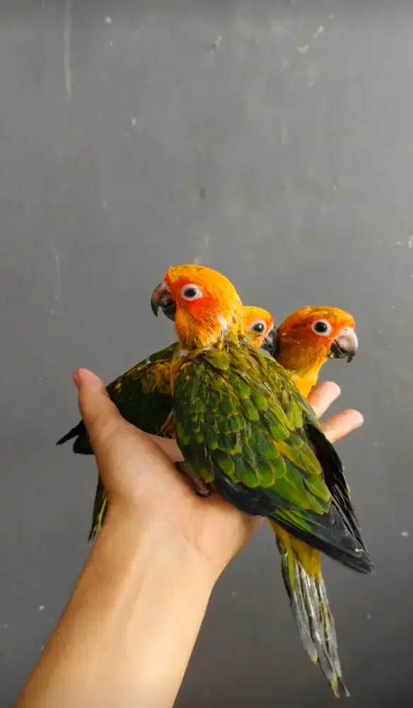 Baby sun conure DNA betina