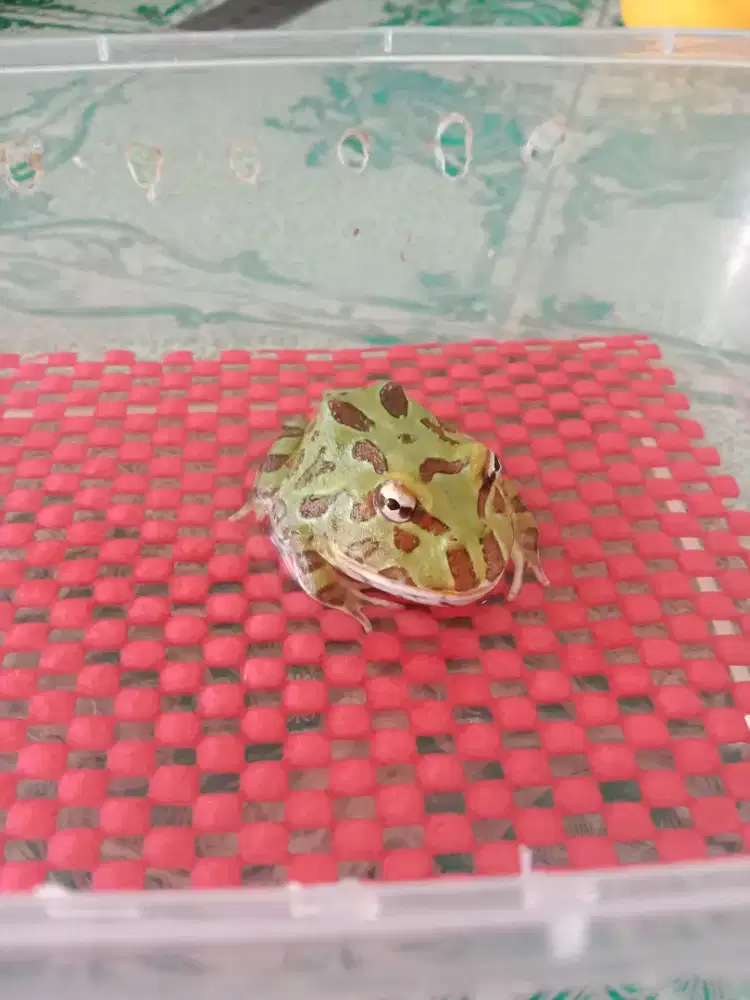 Pac man frog katak pac man