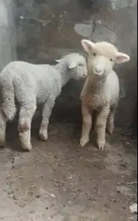 3 pasang anakan cempe domba merino 4 bln 3 jantan 3 betina super puas