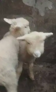 sepasang anakan cempe domba merino 4 bln 1 jantan 1 betina super puas