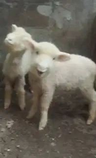 3 pasang anakan cempe domba merino 4 bln 3 jantan 3 betina unggulan ok