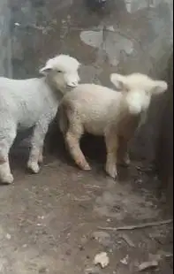 3 pasang anakan cempe domba merino 4 bln 3 jantan 3 betina unggulan ok
