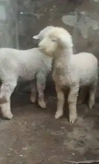 3 pasang anakan cempe domba merino 4 bln 3 jantan 3 betina unggulan ok