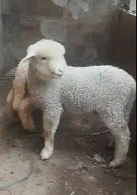 sepasang anakan cempe domba merino superan 4 bln 1 jantan 1 betina top