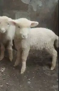 3 pasang anakan cempe domba merino superan 4 bln 3 jantan 3 betina top