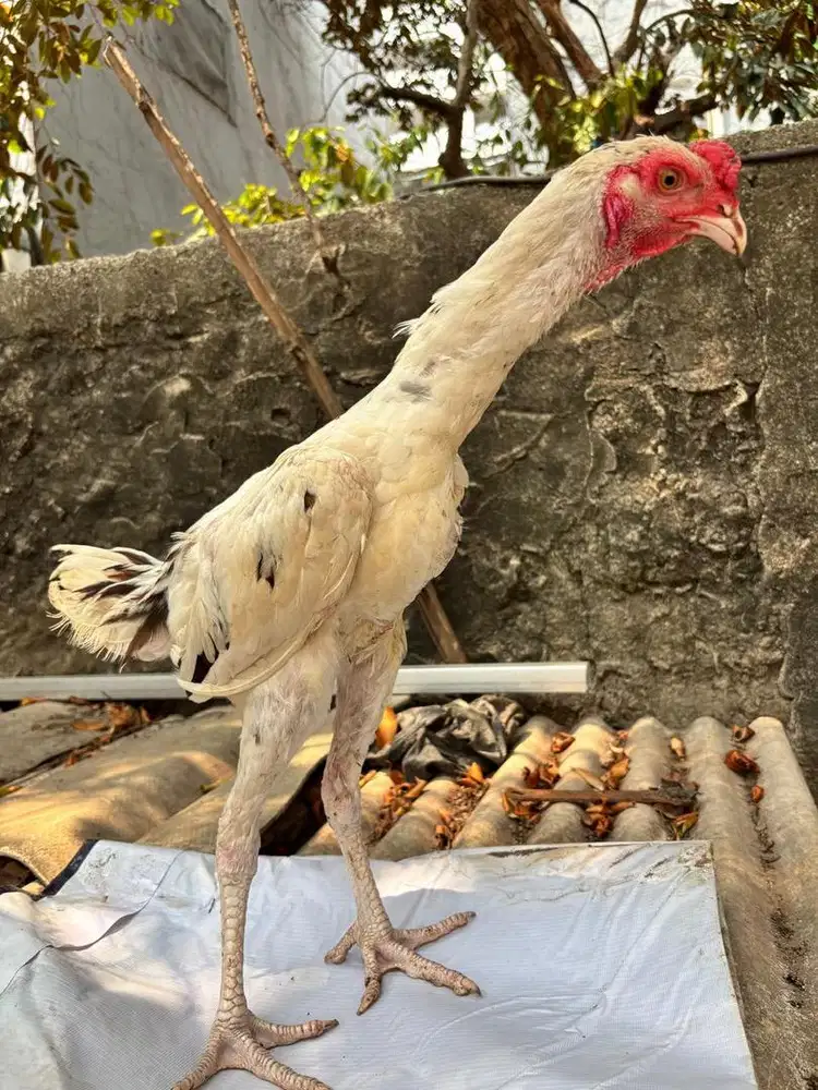 Anakan Shamo x pelung
