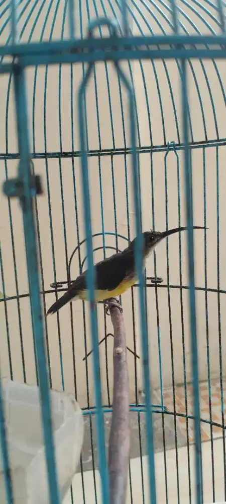 Burung Pemakan Nektar