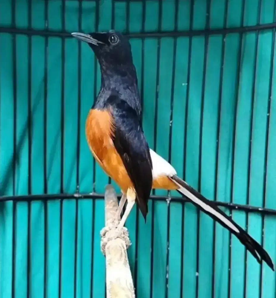 murai batu hutan