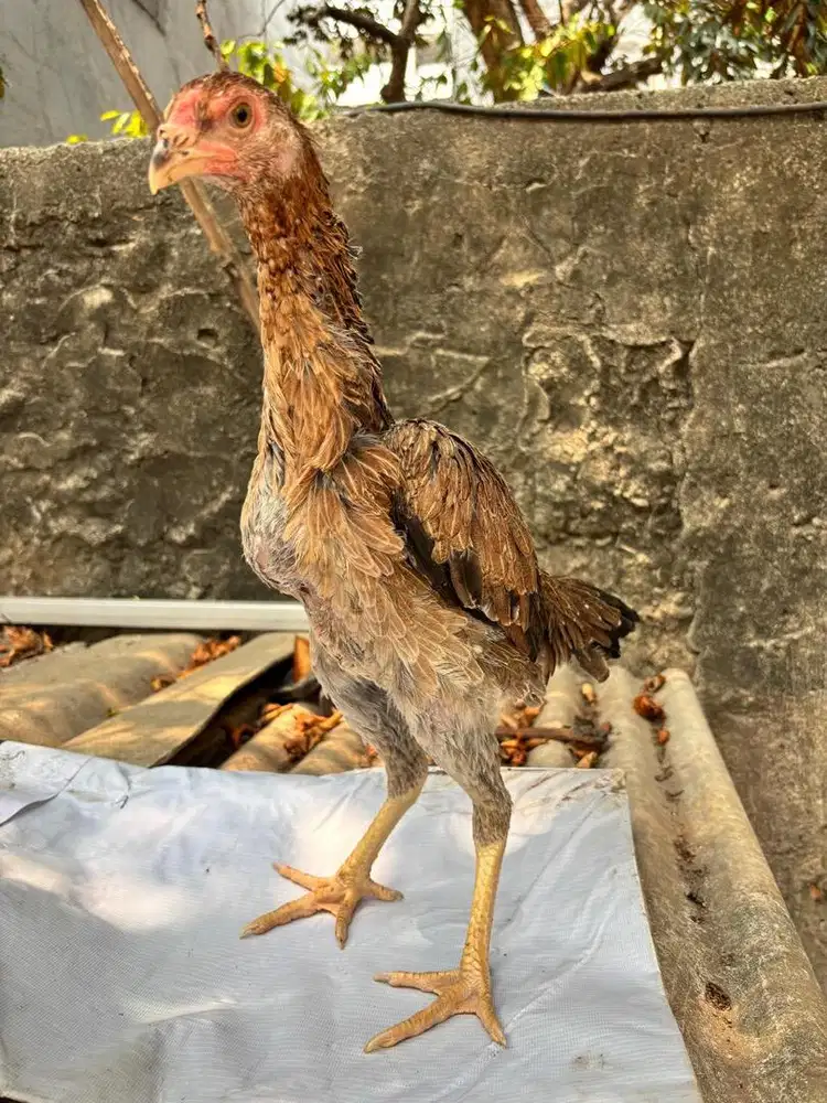 Betina shamo ori