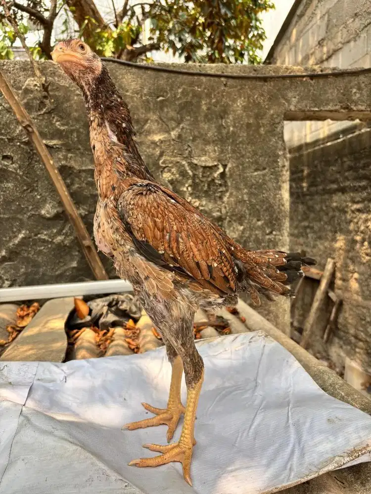 Betina shamo ori