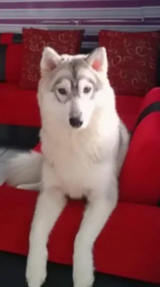 Husky Betina aktif