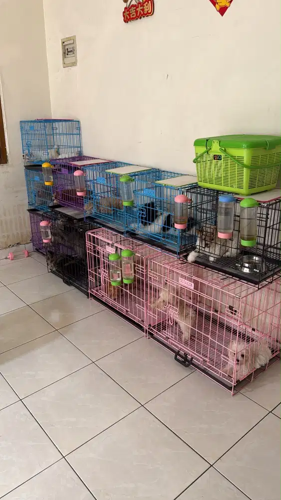 DICARI KENNEL BOY JAKARTA