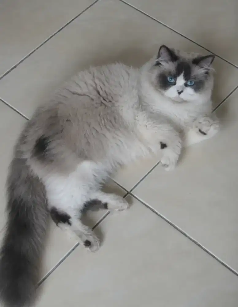 Ragdoll jantan murah aja