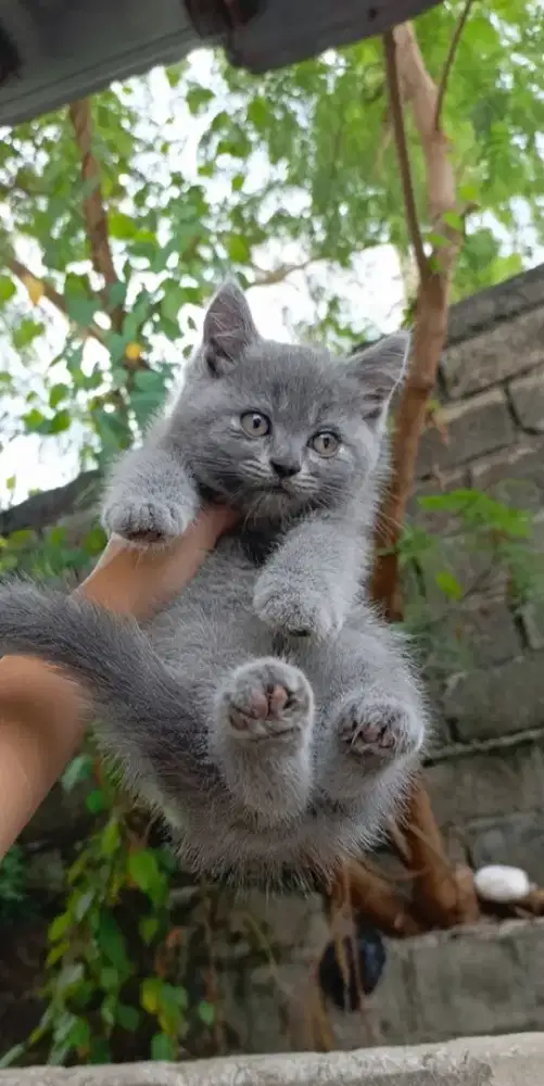 British Shorthair blue