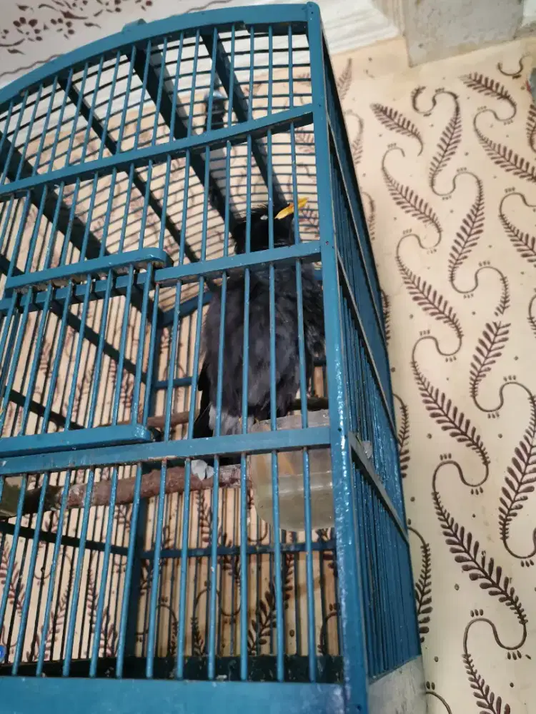 jalak kebo gacor