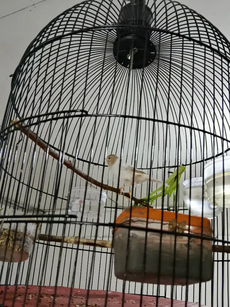 Dijual burung kenari