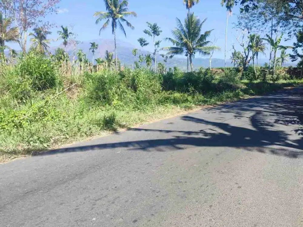Dijual Sawah dekat kota Bondowoso
