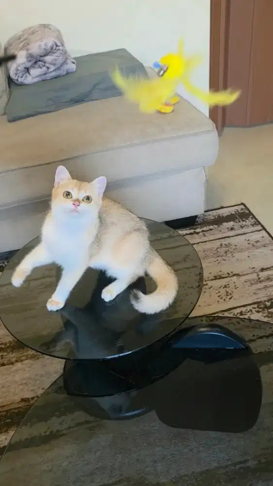 Kitten British Shorthair Betina BSH Golden