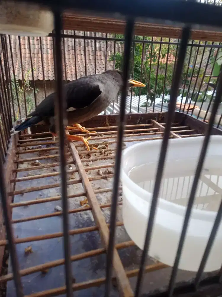 Jogjog,jalak kebo,Tepus Piper