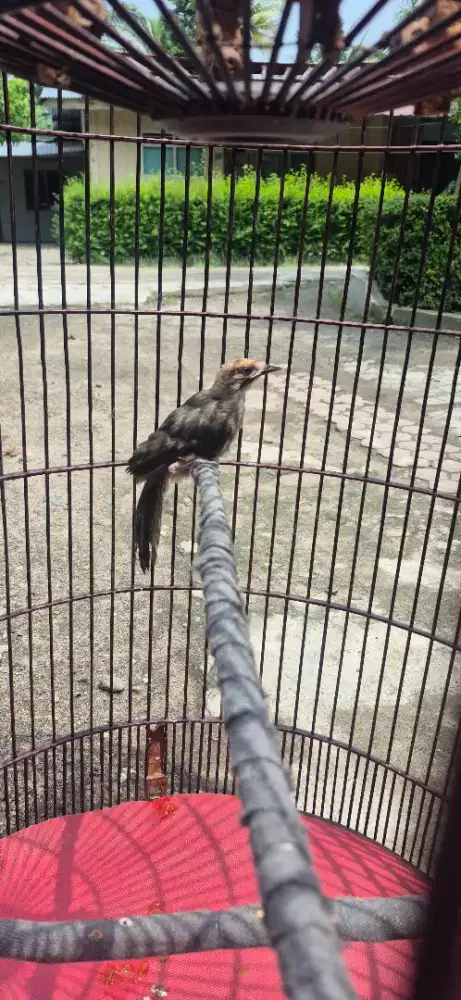 BURUNG CUCAKROWO