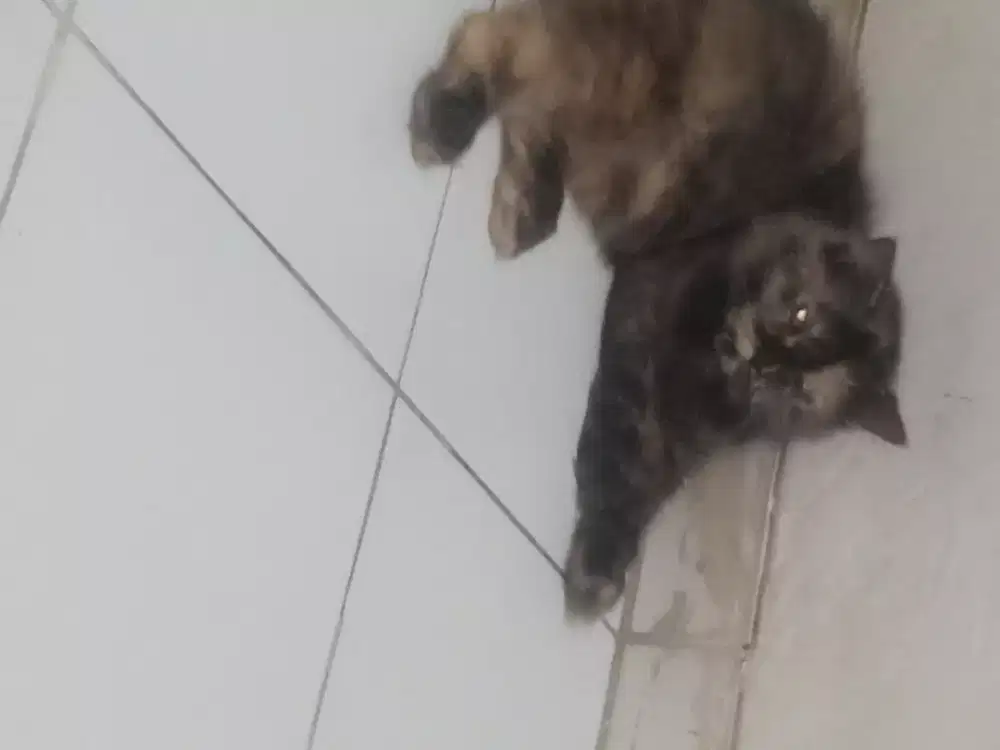 Kucing Persia black tortie betina