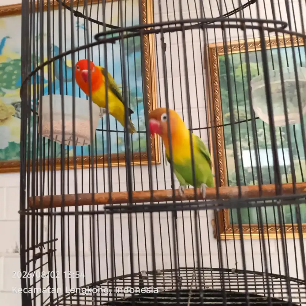 burung lovebird sejodo